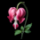 Bleeding Heart